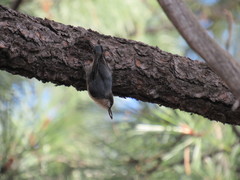 Sitta pygmaea