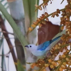 Thraupis episcopus cana