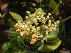 Myrcia subsessilis
