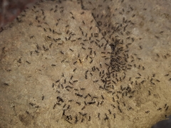 Forelius antarcticus