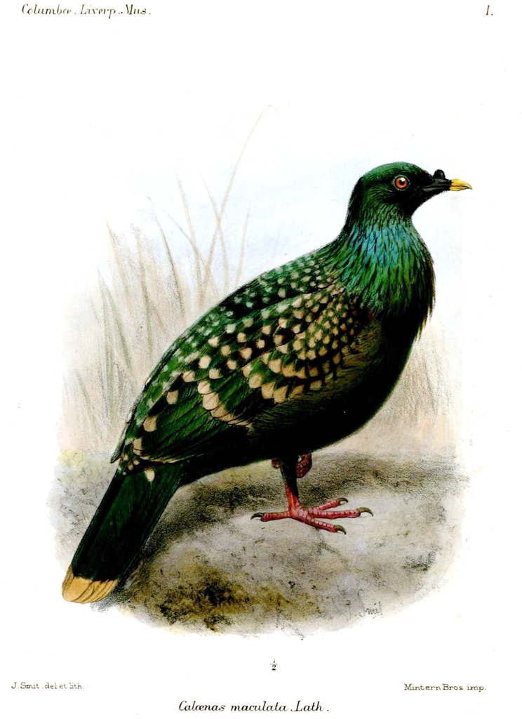 Spotted Green Pigeon photo