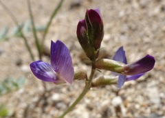 Astragalus nothoxys