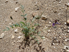 Astragalus nothoxys