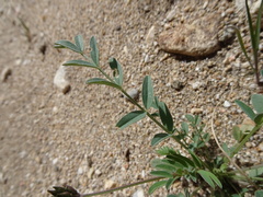 Astragalus nothoxys