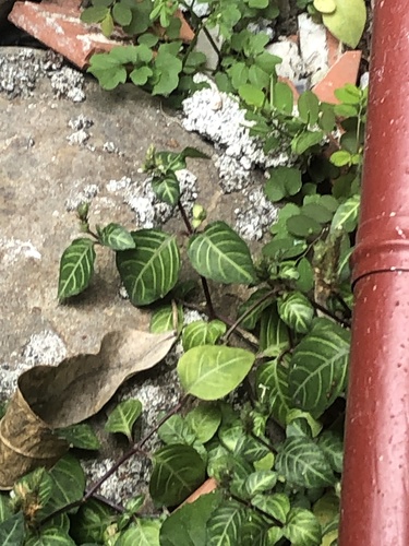 Lepidagathis inaequalis iNat (3)