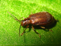 Galerucella grisescens