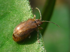Galerucella grisescens