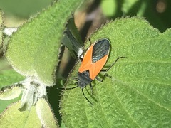 Melanopleurus bicolor
