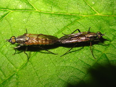 Procyclotelus elegans