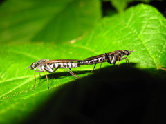 Procyclotelus elegans