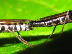 Procyclotelus elegans