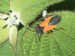 Melanopleurus bicolor