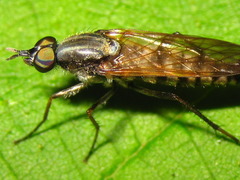 Procyclotelus elegans