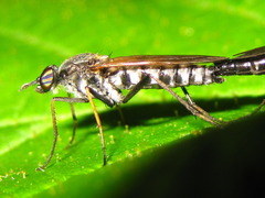 Procyclotelus elegans