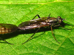 Procyclotelus elegans