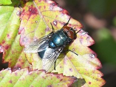 Protocalliphora
