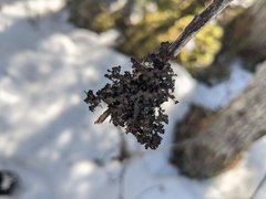 Tuckermanopsis americana