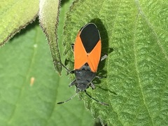 Melanopleurus bicolor