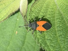 Melanopleurus bicolor