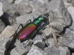 Cicindela scutellaris scutellaris