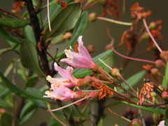 Bejaria