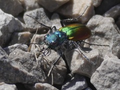 Cicindela scutellaris scutellaris