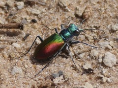 Cicindela scutellaris scutellaris