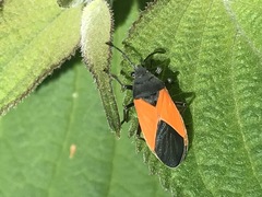 Melanopleurus bicolor