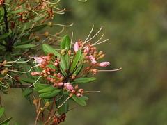 Bejaria