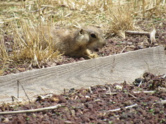 Cynomys gunnisoni