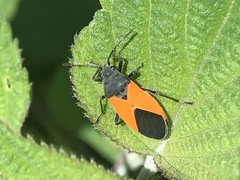 Melanopleurus bicolor