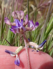 Astragalus nothoxys