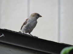 Passer domesticus