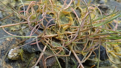 Puccinellia phryganodes