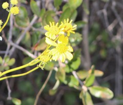 Senecio californicus