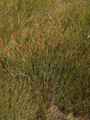 Eurychorda complanata