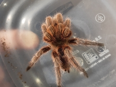 Grammostola rosea