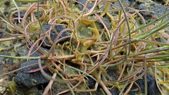 Puccinellia phryganodes