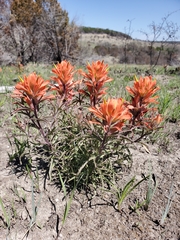 Castilleja purpurea