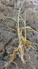 Puccinellia phryganodes