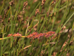 Eurychorda complanata