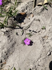 Phlox drummondii