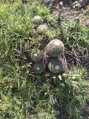 Mammillaria karwinskiana nejapensis
