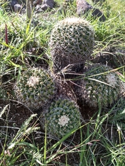 Mammillaria karwinskiana nejapensis