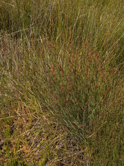 Eurychorda complanata