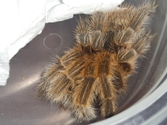 Grammostola rosea