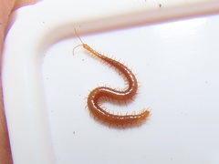 Strigamia branneri