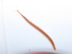 Strigamia branneri