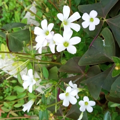 Oxalis triangularis triangularis