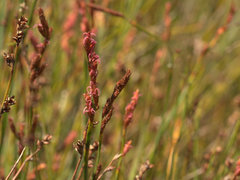 Eurychorda complanata